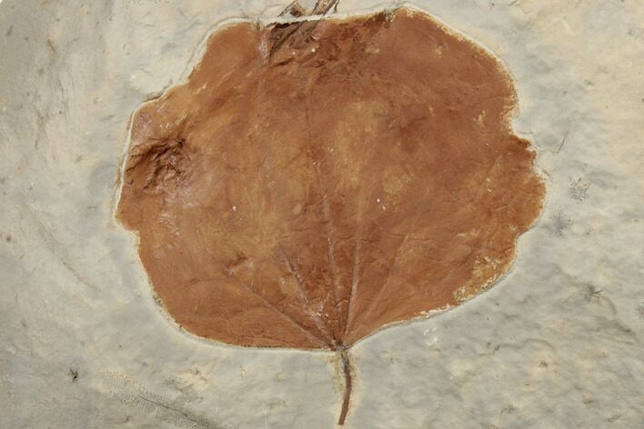 Fossil Leaf (Zizyphoides) - Montana #188664